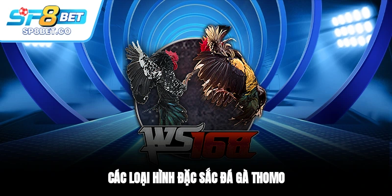 Các loại hình đặc sắc đá gà Thomo