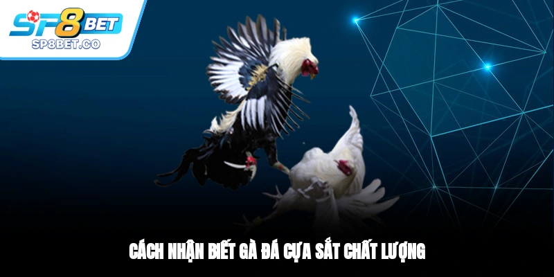Cách nhận biết gà đá cựa sắt chất lượng
