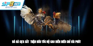 Đá Gà Cựa Sắt Trận Đấu Tốc Độ Cao Diễn Biến Chỉ Vài Phút