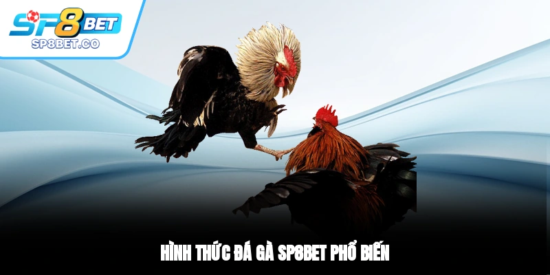 Hình thức đá gà SP8BET phổ biến