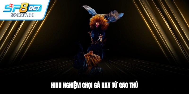 Kinh nghiệm chọi gà hay từ cao thủ