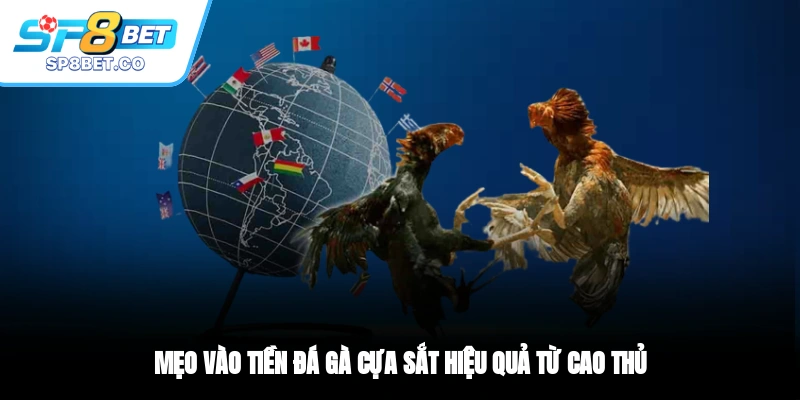 Mẹo vào tiền đá gà cựa sắt hiệu quả từ cao thủ
